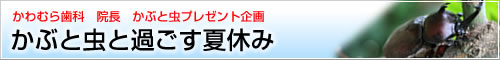 かぶと虫と過ごす夏休み